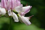 Purple crownvetch